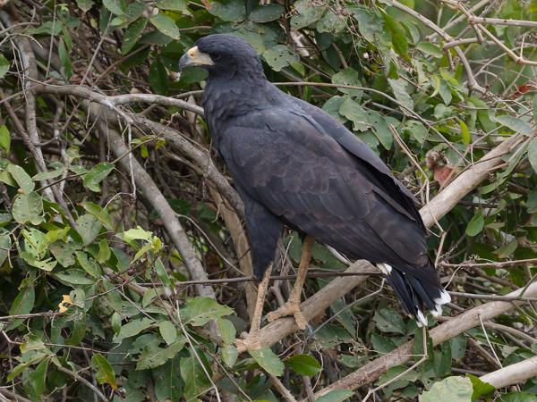 Zwarte arendbuizerd (Buteogallus urubitinga)